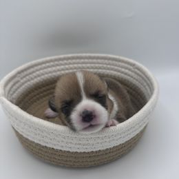 Peanut - Red Pembroke Welsh Corgi puppy in Anaheim, California from The Crazy Corgi Bunch