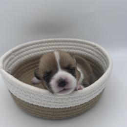 Peanut - Red Pembroke Welsh Corgi puppy in Anaheim, California from The Crazy Corgi Bunch