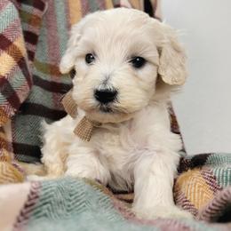 Hero - Cream female Goldendoodle puppy in Temecula, California from Oodles O'Doodles