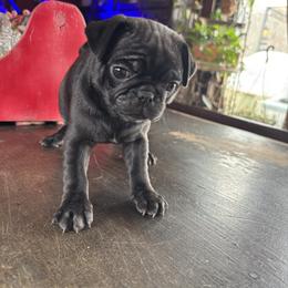 Girl 3 - Black female Pug puppy in Belmont, New Hampshire from Crazy Pugs Haven