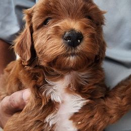 Ruby - Red female Australian Labradoodle puppy in Ocala, Florida from Vinton Valley Australian Labradoodles