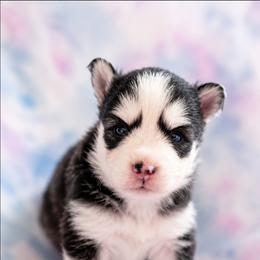 Fenton - Black and white male Pomsky puppy in Mc Callsburg, Iowa from SZ Rolling Acres LLC