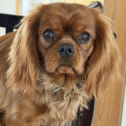 Cavalier King Charles Spaniel puppies from FairHawk Downs