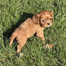 Pansy - Ruby female Cavalier King Charles Spaniel puppy in Avoca, New York from Palladino’s Cavaliers of Upstate NY