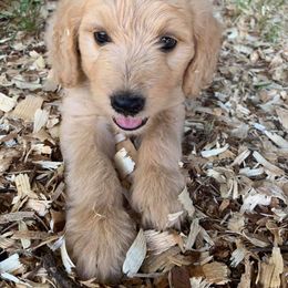 Aussiedoodle, Goldendoodle, and Poodle Puppies from Dandelion Doodles of Oklahoma