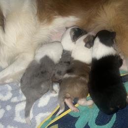 Collie Puppies from Jolly Collies