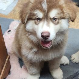 Alaskan Malamute puppies from North Shore Alaskan Malamutes