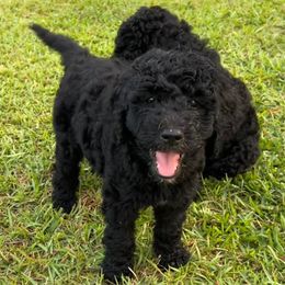Goldendoodles from Goldendoodle Pups NC