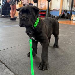 Cane Corso Puppies from Bellissima Cala Cane Corso