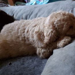 Poodle Puppies from Polly Wally Doodles and Poodles