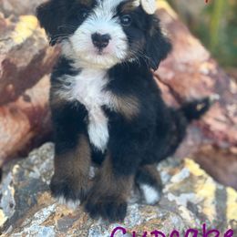 Cookie - Tri-color female Bernedoodle puppy in Peoria, Arizona from Grand Canyon Bernedoodles