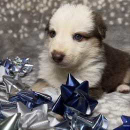 Blue color - Panda female German Shepherd puppy in Marion, Ohio from Legacy K9’s