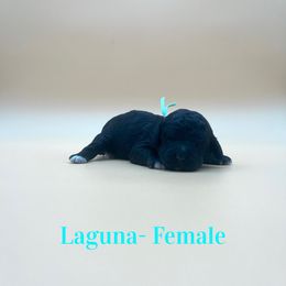 Laguna - Black female Poodle puppy in West Monroe, Louisiana from Diamond M Poodles and Doodles