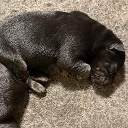 Black and Tan Boy - Black and tan male German Shepherd puppy in Jacksonville, Florida from El Dorado