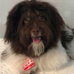 Archie - Havanese