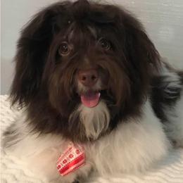 Archie - Havanese