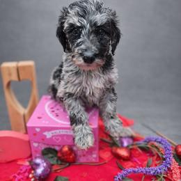Curry - Blue merle male Aussiedoodle puppy in Wilkinsville, South Carolina from Feather Branch Farm and Kennel