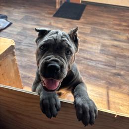 Cane Corso Puppies from Clarkrange Corsos