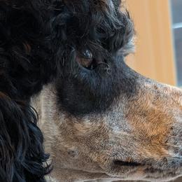 Doberman Pinschers, Miniature Bull Terriers, and Poodles from Wee Adventure Tails