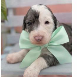 Molly - Blue merle female Sheepadoodle puppy in Willacoochee, Georgia from Kitandkboodle's Doodles