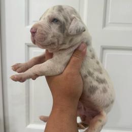 Leapord - Harlequin female Great Dane puppy in Florida from Beachside Kennels