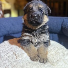 Green - Black and red male German Shepherd puppy in Princeton, West Virginia from Von Vollblut Shepherds