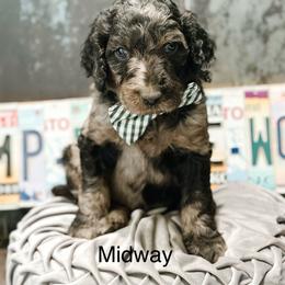 Midway - Merle male Goldendoodle puppy in Pasco, Washington from Camp Doodle Woods