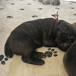 Cane Corso Puppies from Valyrian Cane Corsos