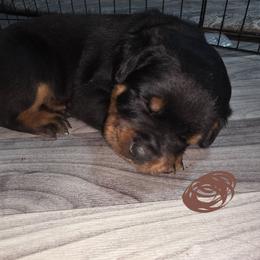 Brown, Boy - Black and mahogany male Rottweiler puppy in Greenville, Georgia from Rottbies