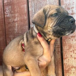 Fawn 2- Gray Collar - Fawn male Cane Corso puppy in Compton, California from Urban League Cane Corso