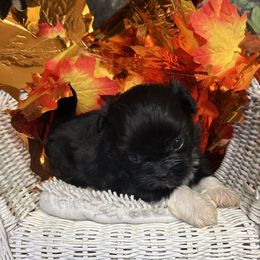 Black with Ft white socks Naomi - Black female Shih Tzu puppy in Lebanon, Missouri from Anna's Babies in the Midwest