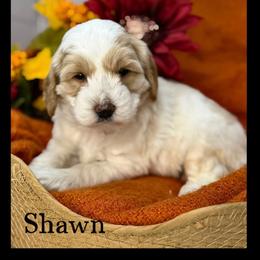 Shawn - Apricot male Australian Labradoodle puppy in Gladstone, Oregon from Beaver State Labradoodles