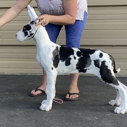 Great Dane Puppies from GEM Danes