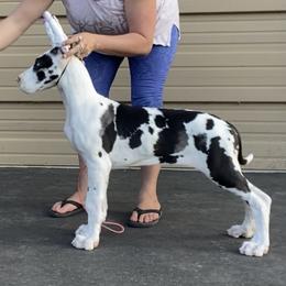 Great Dane Puppies from GEM Danes