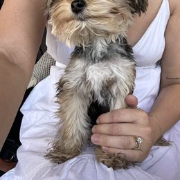 Morkie and Yorkshire Terrier All Grown Up from M.Y. Morkies and Yorkies