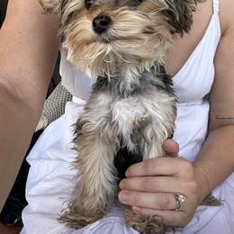Morkie and Yorkshire Terrier All Grown Up from M.Y. Morkies and Yorkies