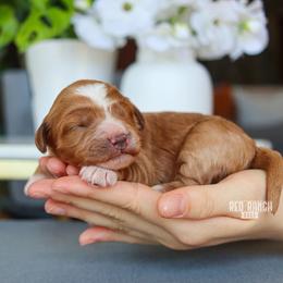 Indie - Red  female Goldendoodle puppy in Salado, Texas from Red Ranch Dogs