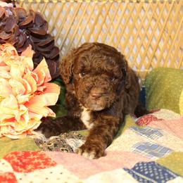 Brown Male - Brown and white male Aussiedoodle puppy in Belgreen, Alabama from Scott’s Farm Poodles and Doodles