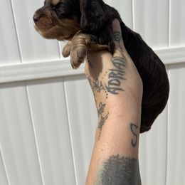 Hersey kiss - Chocolate and tan male Dachshund puppy in Riverside, California from Keeping it mini kennels