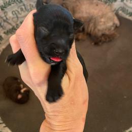 Black female - Black female Miniature Schnauzer puppy in Malvern, Arkansas from Deep South Miniature Schnauzers