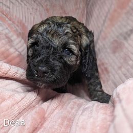 Dess - Black and tan female Cockapoo puppy in Sunset, Louisiana from Cano Cockapoos