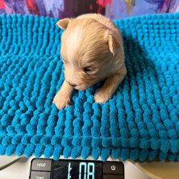 Tiara - Apricot female Maltipoo puppy in Lawrenceburg, Tennessee from LUV Poodles and Maltipoos