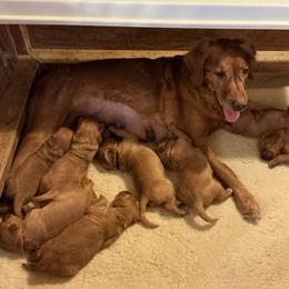 Boy 3 - Dark golden male Golden Retriever puppy in Groton, New York from Thornfield Farm Goldens