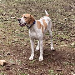 Tuesday - Pointer