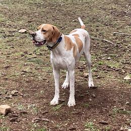 Tuesday - Pointer