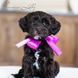 Girl 1 - female Australian Labradoodle puppy in Salem, Oregon from Hunterberry Hill Labradoodles