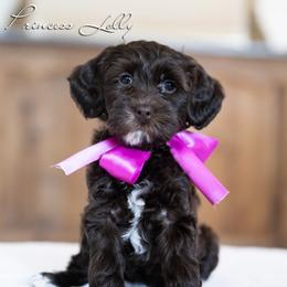 Girl 1 - female Australian Labradoodle puppy in Salem, Oregon from Hunterberry Hill Labradoodles