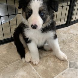Darla - Border Collie puppy in Jonesboro, Arkansas from Hampton Border Collies