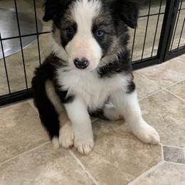 Darla - Border Collie puppy in Jonesboro, Arkansas from Hampton Border Collies