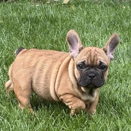 French Bulldog Puppies from Yellowstone Frenchies